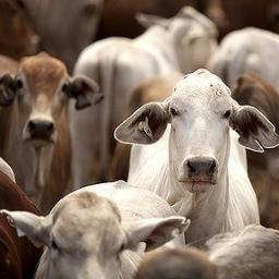 SaveLivestock's profile picture. If we work together, we can accomplish great things.