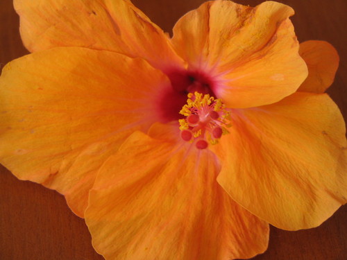 Fine Floral Designs at 2436 West Coast Hwy., 107 Newport Beach. Specializing In Weddings, Events & All Occasions. FREE Local Delivery. (949)673-8257 or 6PETALS