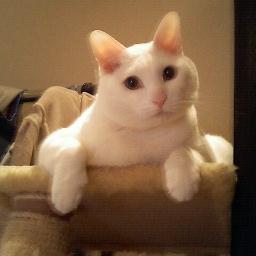 あまりツイートしませんがよろしく。