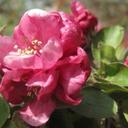 Laura Peterman - @LMai05 - Twitter