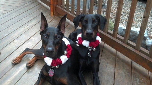 dezm44's profile picture. 