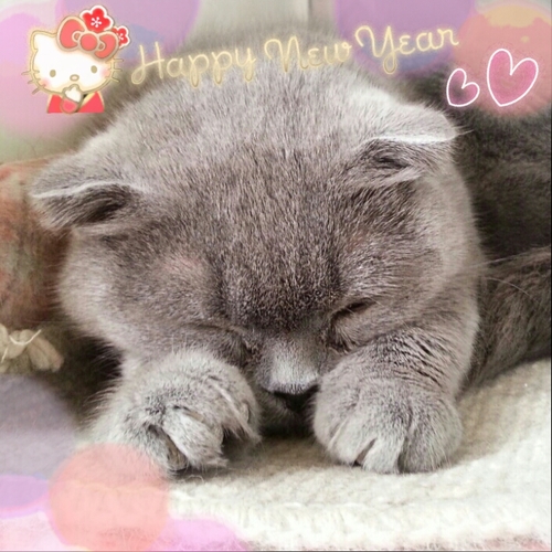 LOVE/スポーツ観戦/猫/X japan/Yoshiki/浦和レッズ/闘莉王/旅行/西武ライオンズ/バレエ/テニス/HA/銀河英雄伝説/三国志/アトピー/9歳と4歳児ママ