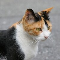 ついしょうめつ(nʞɐʎɥ) (@faymew) 's Twitter Profile
