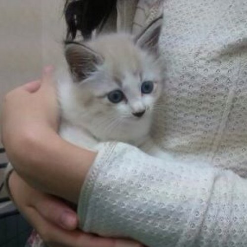 ソプラノ。宝塚。ジュエリー。バレエ。犬猫。美容。自分の時間が大切で大好きすぎるアカウント。