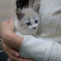 エミン (@eiminee) Twitter profile photo