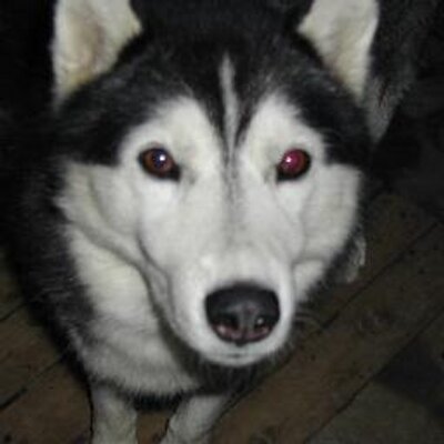 えのき茸 Diosr4298 Twitter