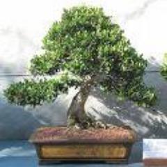 Natura Bonsai SLS es una empresa simulada que hace casi diez años que se inició.