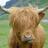 SSTEFANO42's profile image
