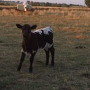 Debbie Coons - @GammaDeb - Twitter