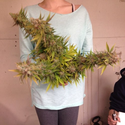 princess_toke Profile Picture