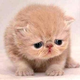 catsontwittah's profile picture. The perfect account for those of you who love cats as much as I do.