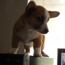 CodingCorgi's profile picture. 
