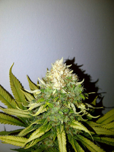Cannabis can cure the world!!