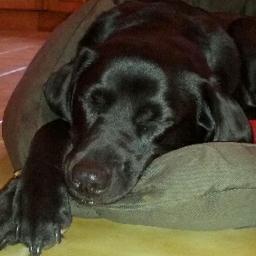 Director at Kim Technologies. Lifelong Chelsea, music (Pink Floyd!) & black labrador fan. All views my own.