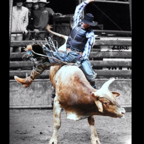 Husband, bull rider, philosopher, metal fabricator, and life coach