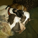 ddunn529 - @DwightDunning - Twitter