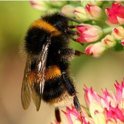 The #Neonicotinoid View hosted by @JuneStoyer explores issues impacting #honeybees & all pollinators.Tune in Wed@12pmEST/9amPST on @TheOrganicView Radio Network