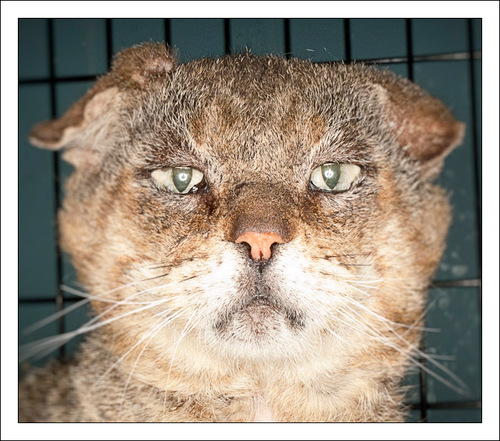 The ears, eyes and whiskers of Friends For Life No Kill Animal Shelter. Follow me for a cat's perspective on life at the shelter.