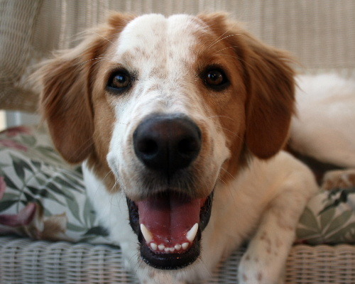I’m Bailey a Brittany Spaniel. My parents Barbndave adopted me from the Tampa Humane Society. I will tweet on adventures & great places to go with people in FL