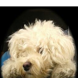 dyamorillo's profile picture. 