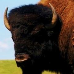 bisonquest's profile picture. Come face to face with #nature and #bison in an eco friendly vacation and Montana #wildlife #safari - then use what you learn to save our wild world.