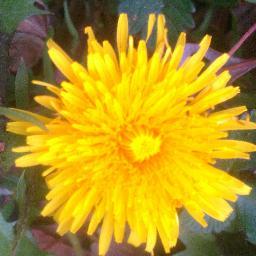 Dandefinds's profile picture. I'm old and can tweet anything I want to. Don't really care if you read it or not.