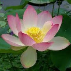 Liphe_Balance's profile picture. The Liphe Balance Center 's mission is to nourish the body, spirit and mind of each person for optimal healing and transformation.