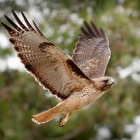 Donna McGuigan (@hawkgoddess) 's Twitter Profile