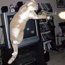 adrian luttrell - @RiskyRaccoon1 - Twitter