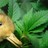 weedsmokersonly's profile image