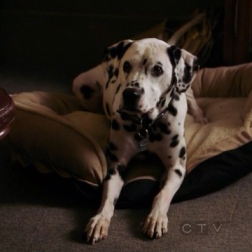 Friendliest dog here in storybrooke