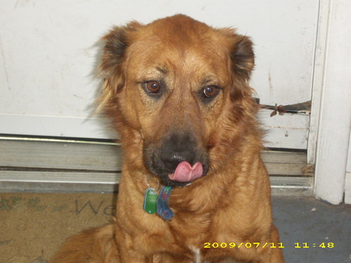 thebigdogrules's profile picture. 