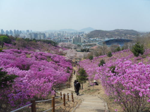 chunuidong's profile picture. 춘의동의 옛이름은 표절리입니다. 1982년 중앙동이 춘의동과 원미동으로 분리되면서 탄생했습니다.
매년 4월이면 원미산에서 진달래꽃 축제가 열리는 곳이기도 합니다. 또 지하철7호선이 개통하면서 춘의역, 부천종합운동장역, 까치울역 등 3개역이 위치한 유리한 지역이기도 합니다.