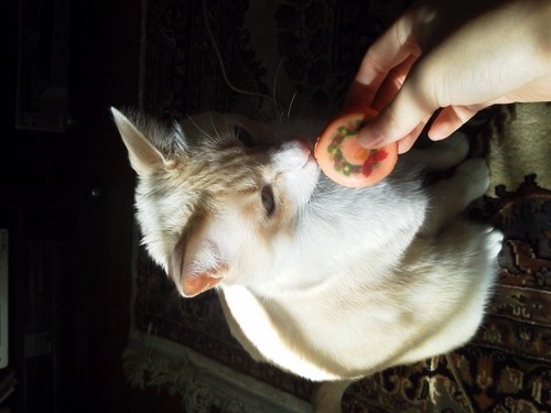 miyuki_pi0713's profile picture. 旅行でエネルギーチャージ民🌏💫今まで行った国🇹🇭🇻🇳🇮🇩🇵🇭🇨🇳🇹🇼🇭🇰🇲🇴🇲🇾🇸🇬🇺🇸🇨🇦🇬🇺🇳🇨🇳🇿🇹🇷🇪🇸🇩🇪🇫🇷🇬🇧🇮🇹🇬🇷🇸🇮🇭🇷🇧🇦🇲🇪🇦🇱🇲🇰海好き🏝️120dive超え🤿猫好き🐈