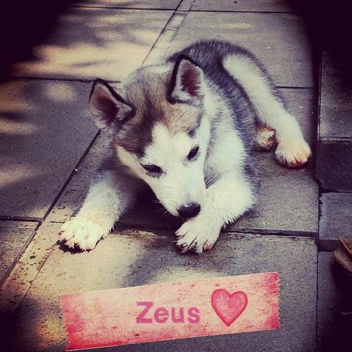 Stefanus Rinaldi TIO Profile