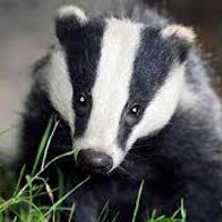 Rico Badger (@ricobadger) 's Twitter Profile Photo Rico Badger (@ricobadger) 's Twitter Profile Photo