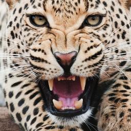 ihsanhocaoglu's profile picture. @