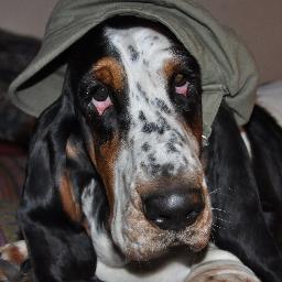 basset_online Profile Picture