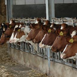 Melkveehouder in Brabant Voetballer svsh veteraan  Vader van 3 dochters