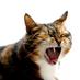 Betty Brunaccioli (@bettabru) Twitter profile photo