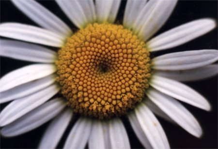 Sustainable horticulturalist, garden designer.