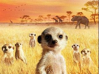 Aardmannetjes • stokstaartjes hebben staartjes