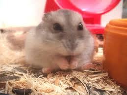 性格(*･ω･)ﾉマイペース＊飽きっぽい＊おおざっぱ＊熱しやすく冷めやすい興味のないことはどおでもいい人見知りかも＊