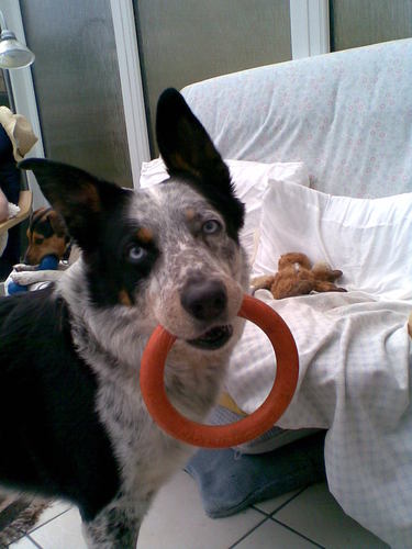 FrankandJerrys's profile picture. Home made dog treats for your best buddies.
Visit our web shop