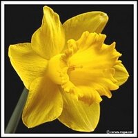 Tracey Mingo (@traceymingo) 's Twitter Profile