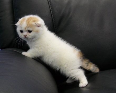 hurcoolwifbes's profile picture. 性格などです。基本的に、人見知りです。初対面だと、意外と話せなかったり、逆に話し過ぎてしまうかもしれない子です;;あれ？弱み的なのばっかになっちゃった。。とはいえ、人と話すのは好き♪友達と遊んだりするのも好き！！