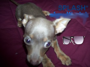 SmokeytheDawg's profile picture. This is @smokeythedog its my backup account for the #pawpawty