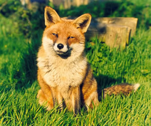 DirectActivist's profile picture. Environment campaigner, Animal lover, Company Director, Feminist, Critical Thinker, Rebel,  Non believer, Scientist. Fan of Banksy, Donkeys, Red Wine, Dragons.