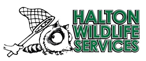 Getting rid of animals from your home or business is easy with Halton-Waterloo Wildlife Services. For homeowners and commercial companies alike