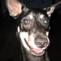 Nilson (@nimacatc) 's Twitter Profile